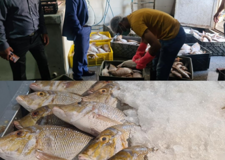 بازدید مدیر کل شیلات هرمزگان از تامین و عرضه مستقیم ماهی از صید به مصرف
