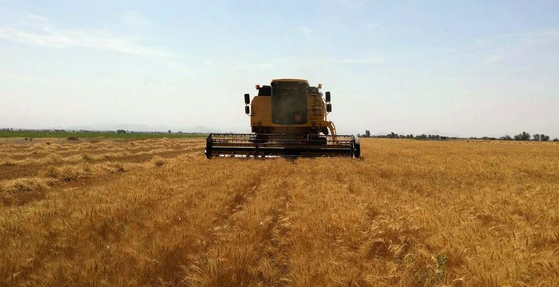خرید بیش از ۳۰ هزار تن گندم توسط شبکه تعاون روستایی هرمزگان
