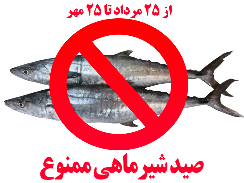 ممنوعیت صید ماهی شیر به روش گوشگیر از 25مراد به مدت شصت روز