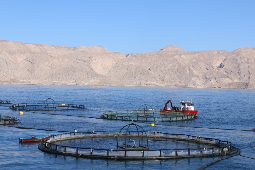 رونق و جهش تولید با پرورش ماهی در دریا با محوريت جامعه صيادي در انتظار حمایت