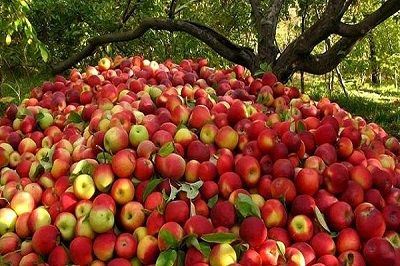 200 تن سیب درختی در سردخانه‌های استان هرمزگان ذخیره شد