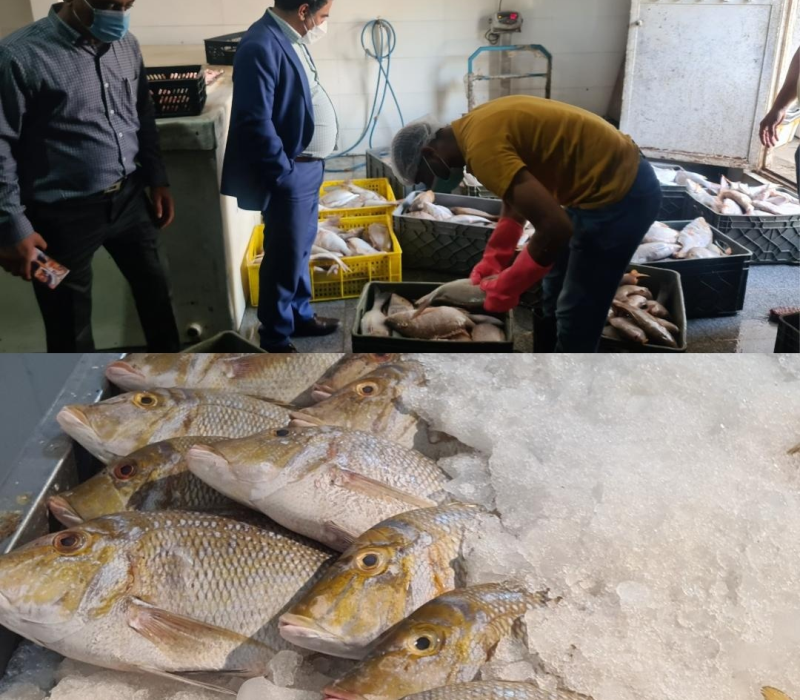 بازدید مدیر کل شیلات هرمزگان از تامین و عرضه مستقیم ماهی از صید به مصرف