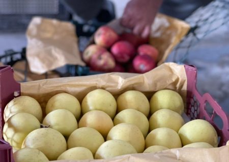 توزیع بیش از ۵۰۰ تن میوه شب عید در تعاون روستایی شهرستان بندرعباس