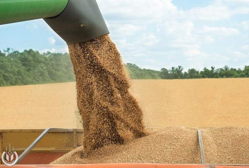 خرید بیش از ۴ هزار تن گندم توسط تعاون روستایی هرمزگان