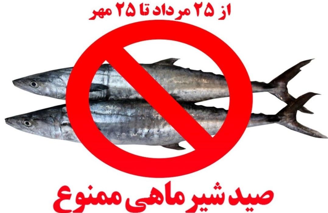 ممنوعیت صید ماهی شیر به روش گوشگیر در آب‌های هرمزگان