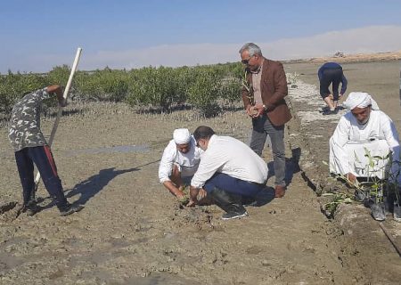 آغاز عملیات  کاشت ۷۵ هزار اصله نهال حرا در سواحل شهرستان قشم