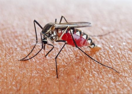 افزایش مبتلایان به مالاریا در سال جاری