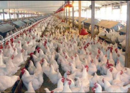 برنامه ریزی جهاد کشاورزی برای تولید گوشت مرغ در ایام نوروز و ماه مبارک رمضان
