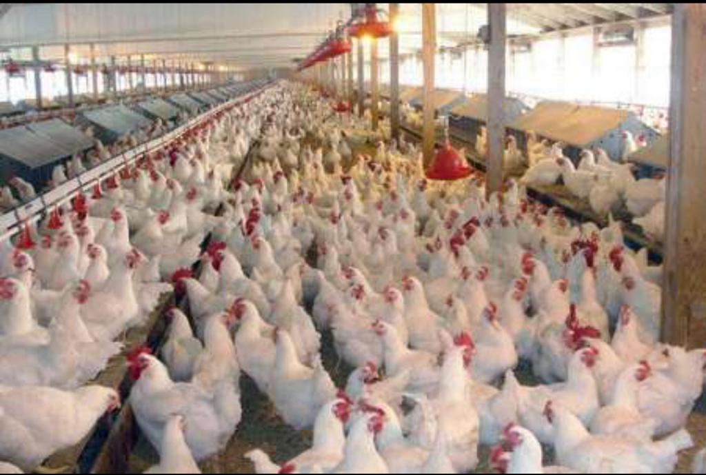 برنامه ریزی جهاد کشاورزی برای تولید گوشت مرغ در ایام نوروز و ماه مبارک رمضان