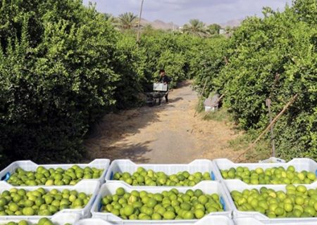 انتقاد نماینده شرق هرمزگان از وضعیت قیمت لیمو