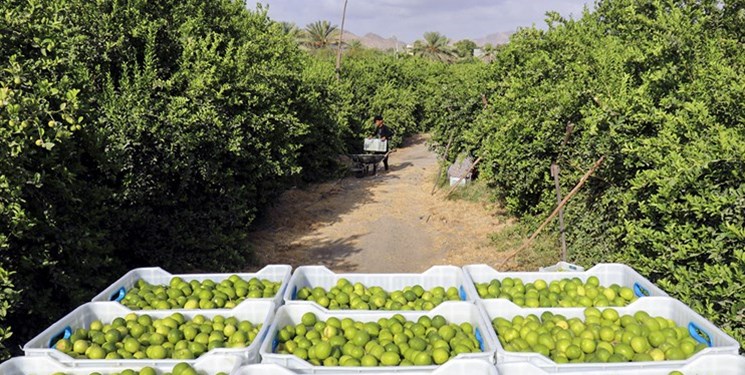 انتقاد نماینده شرق هرمزگان از وضعیت قیمت لیمو