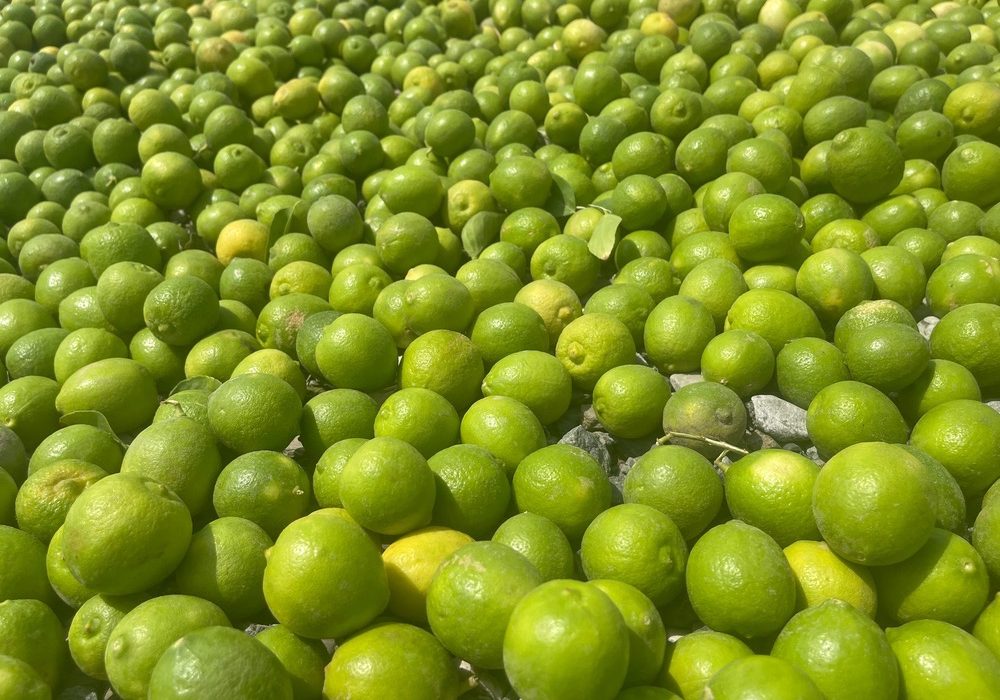راه اندازی مرکز لیمو خشک کنی در شهرستان حاجی آباد