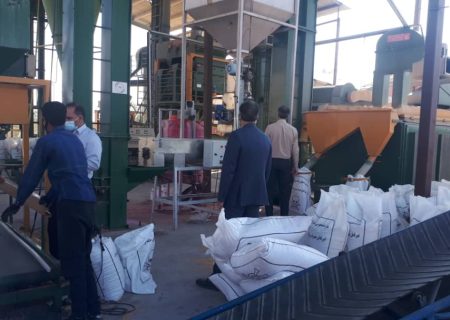 خرید ۱۰۰۰ تن گندم بذری در حاجی آباد