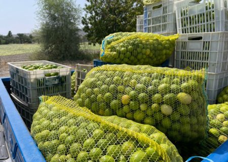 آغاز خریدلیمو ترش مرغوب با قیمت حداکثر ۱۰ هزار تومان