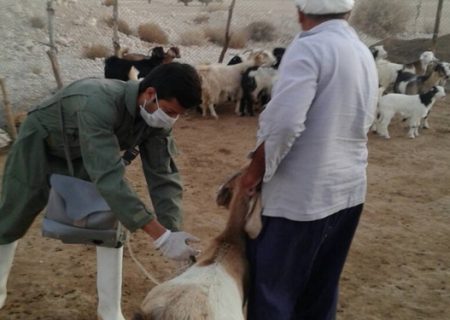 اجرای واکسیناسیون رایگان بروسلوز و PPR در جمعیت دامی شهرستان پارسیان