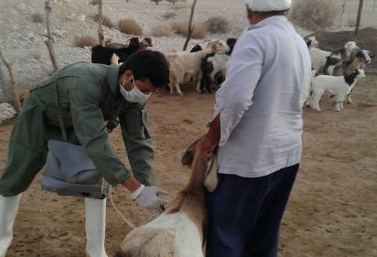 اجرای واکسیناسیون رایگان بروسلوز و PPR در جمعیت دامی شهرستان پارسیان