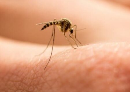 کشور ایران و هرمزگان در آستانه حذف بیماری مالاریا قرار دارد 